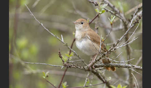 Nachtigall (Luscinia megarhynchos)