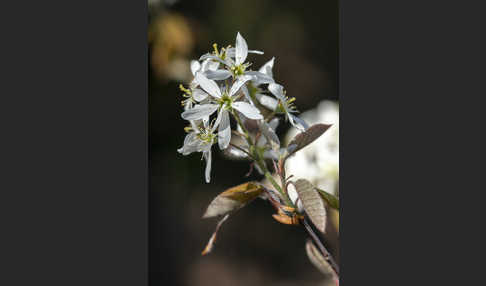 Kupfer-Felsenbirne (Amelanchier lamarckii)