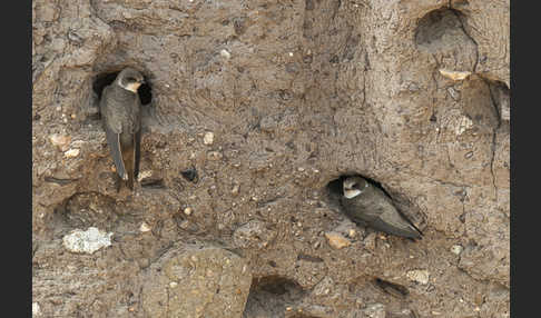 Uferschwalbe (Riparia riparia)