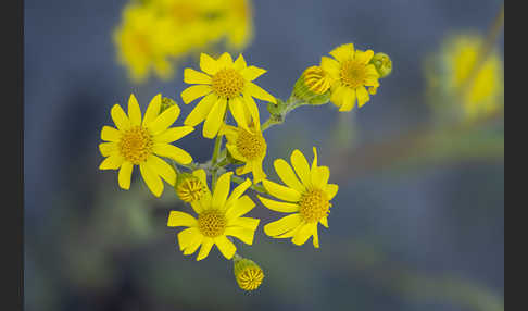 Frühlings-Greiskraut (Senecio vernalis)