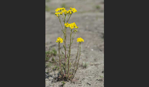 Frühlings-Greiskraut (Senecio vernalis)