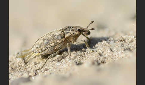 Steppenrüsselkäfer (Pachycerus segnis)