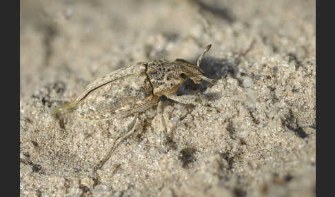 Steppenrüsselkäfer (Pachycerus segnis)