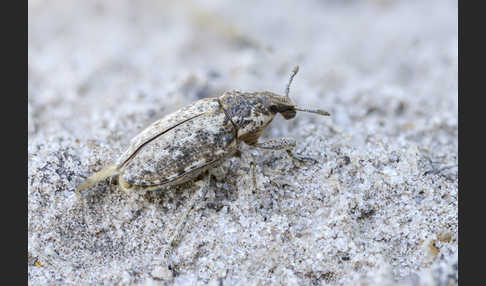 Steppenrüsselkäfer (Pachycerus segnis)