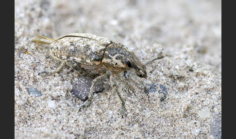 Steppenrüsselkäfer (Pachycerus segnis)