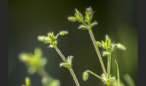 Kleinblütiges Hornkraut (Cerastium brachypetalum)