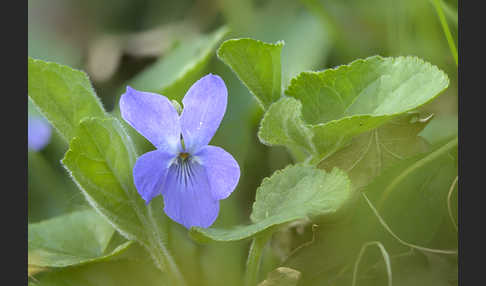 Rauhes Veilchen (Viola hirta)