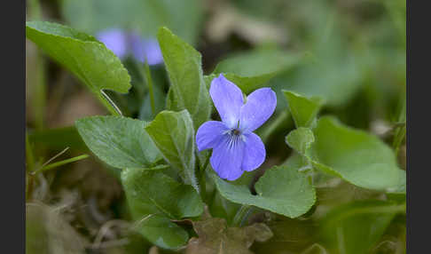 Rauhes Veilchen (Viola hirta)