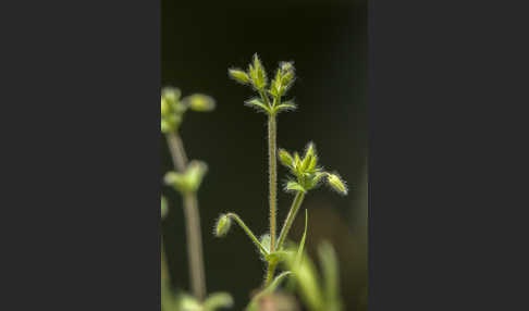 Kleinblütiges Hornkraut (Cerastium brachypetalum)