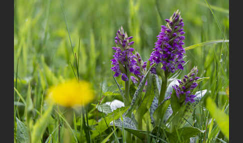 Breitblättrige Kuckucksblume (Dactylorhiza majalis)