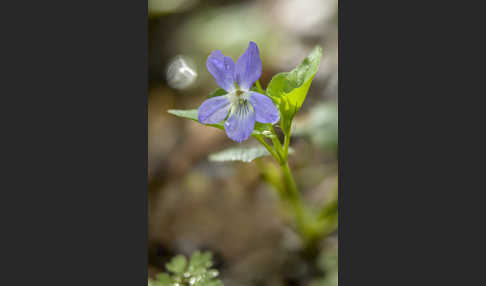 Hain-Veilchen (Viola riviniana)