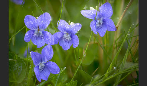 Hain-Veilchen (Viola riviniana)