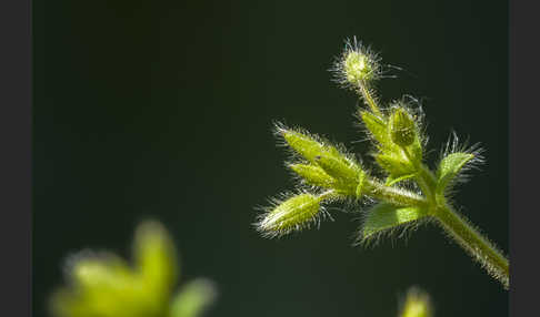 Kleinblütiges Hornkraut (Cerastium brachypetalum)