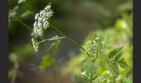 Rauhhaariger Kälberkropf (Chaerophyllum hirsutum)