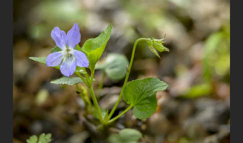 Hain-Veilchen (Viola riviniana)