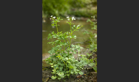 Bitteres Schaumkraut (Cardamine amara)