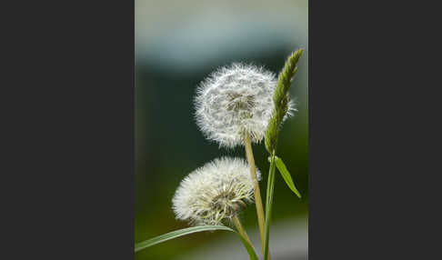 Gemeiner Löwenzahn (Taraxacum officinale agg.)