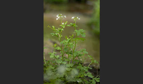 Bitteres Schaumkraut (Cardamine amara)