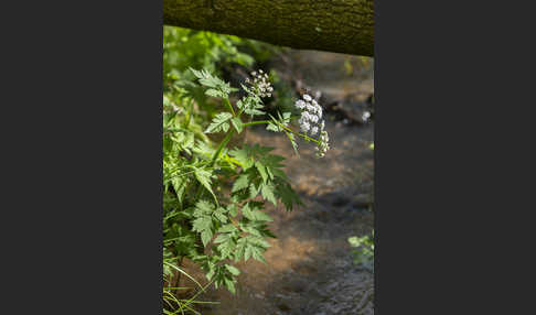 Rauhhaariger Kälberkropf (Chaerophyllum hirsutum)