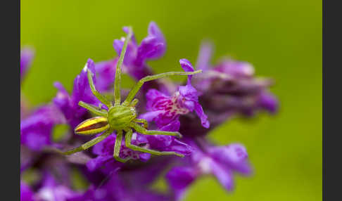 Grüne Huschspinne (Micrommata  virescens)