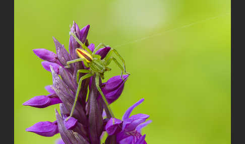 Grüne Huschspinne (Micrommata  virescens)