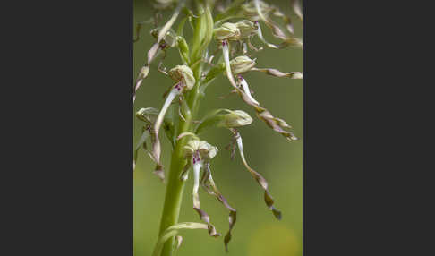 Bocks-Riemenzunge (Himantoglossum hircinum)