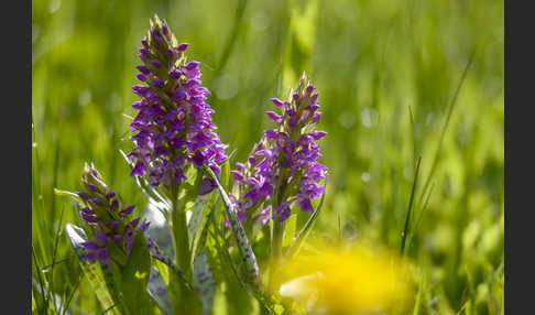 Breitblättrige Kuckucksblume (Dactylorhiza majalis)