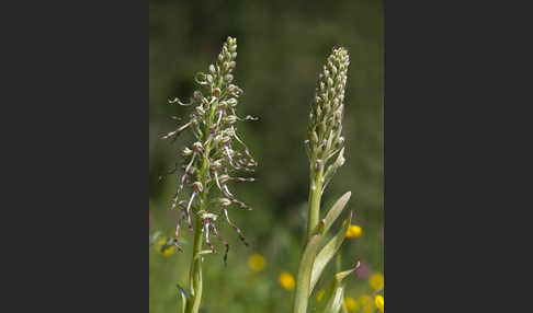 Bocks-Riemenzunge (Himantoglossum hircinum)