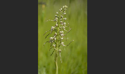 Bocks-Riemenzunge (Himantoglossum hircinum)