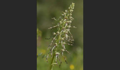 Bocks-Riemenzunge (Himantoglossum hircinum)