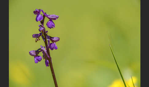 Kleines Knabenkraut (Orchis morio)