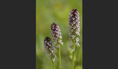 Brand-Knabenkraut (Orchis ustulata)