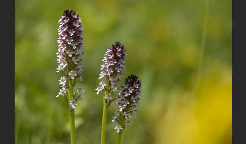 Brand-Knabenkraut (Orchis ustulata)