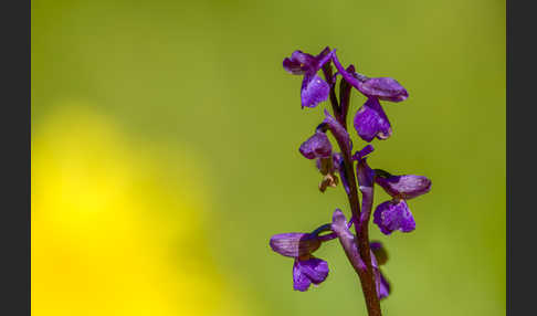 Kleines Knabenkraut (Orchis morio)