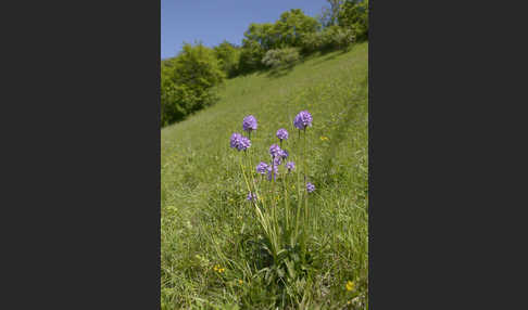 Dreizähniges Knabenkraut (Orchis tridentata)