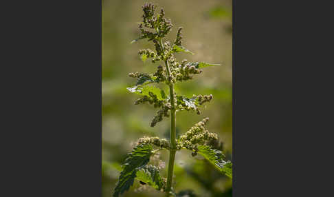 Brennnessel (Urtica spec.)