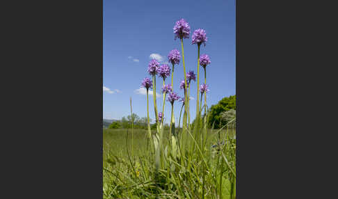 Dreizähniges Knabenkraut (Orchis tridentata)