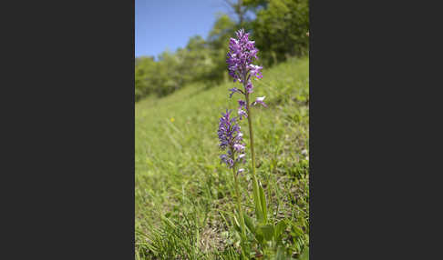 Helm-Knabenkraut (Orchis militaris)