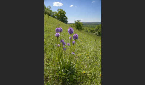 Dreizähniges Knabenkraut (Orchis tridentata)