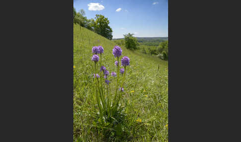 Dreizähniges Knabenkraut (Orchis tridentata)