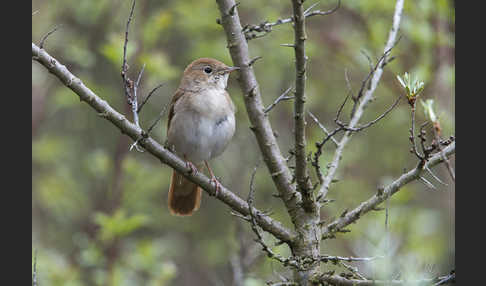 Nachtigall (Luscinia megarhynchos)