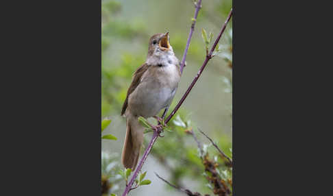 Nachtigall (Luscinia megarhynchos)