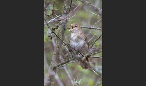 Nachtigall (Luscinia megarhynchos)