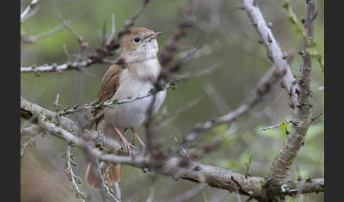 Nachtigall (Luscinia megarhynchos)