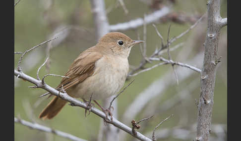 Nachtigall (Luscinia megarhynchos)