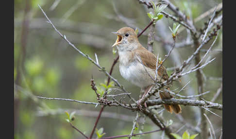 Nachtigall (Luscinia megarhynchos)