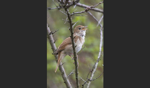 Nachtigall (Luscinia megarhynchos)