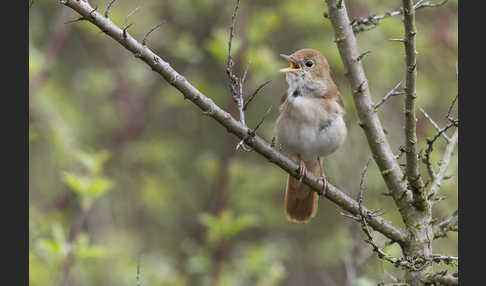 Nachtigall (Luscinia megarhynchos)