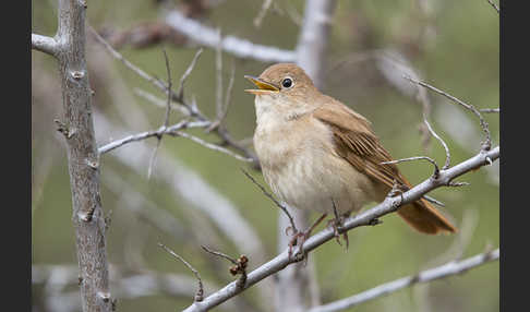 Nachtigall (Luscinia megarhynchos)