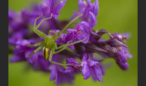 Grüne Huschspinne (Micrommata  virescens)